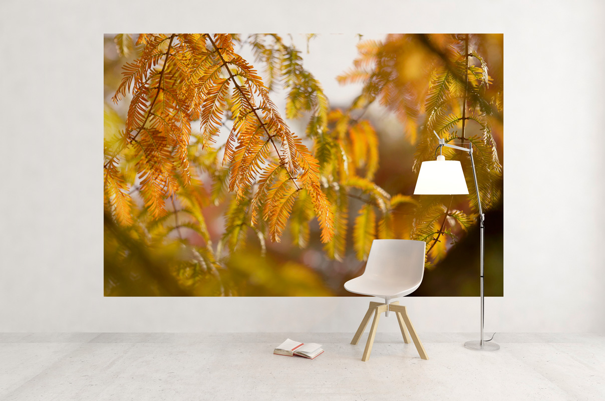 Feuillage de conifère – Image 3