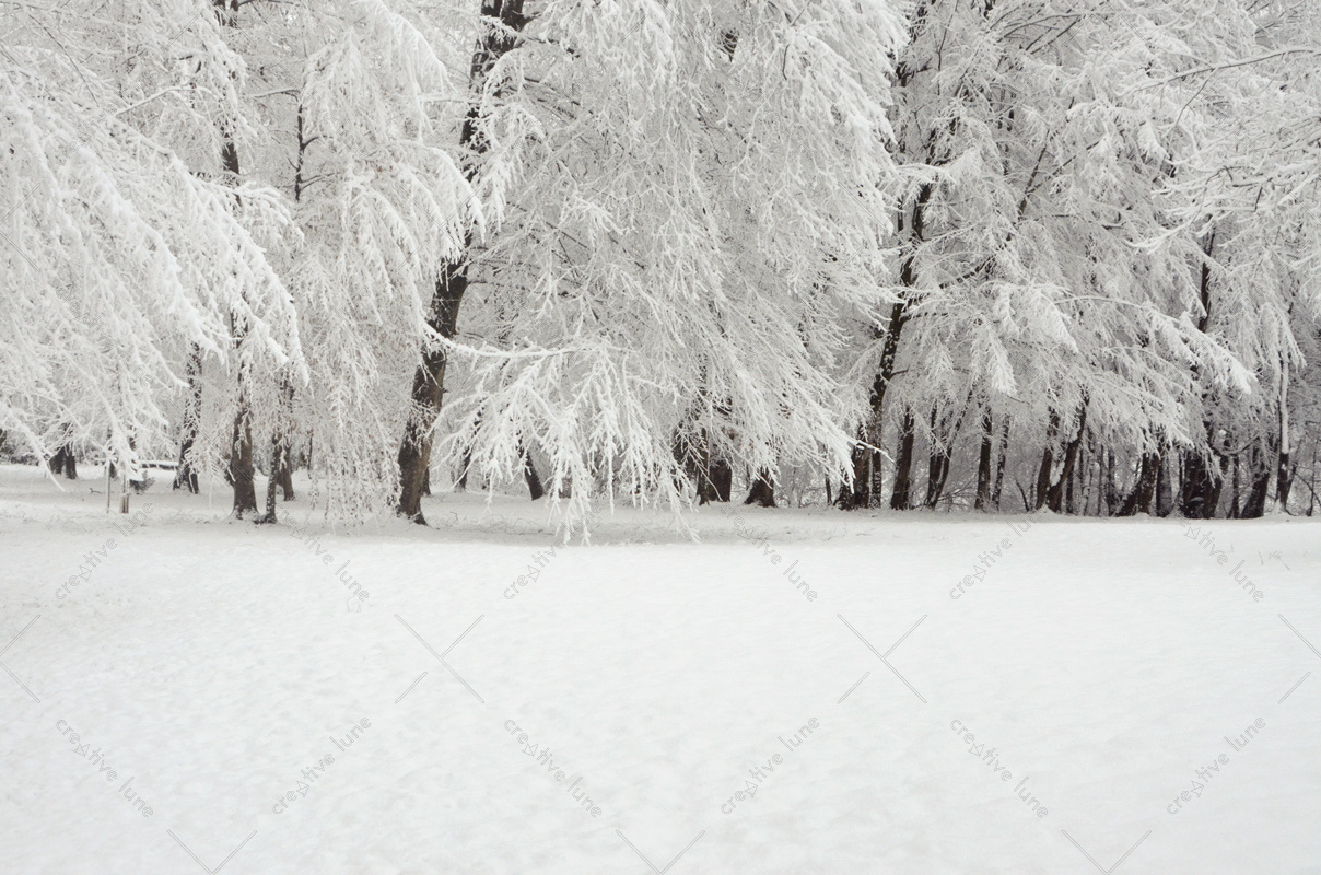 Forêt enneigée - photo Hiver à télécharger • Creative Lune