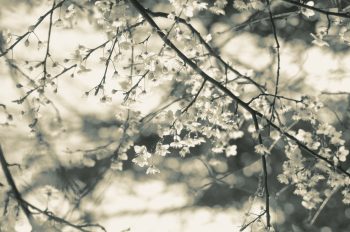 Creative Lune • photo fleurs de cerisier