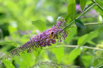 Creative Lune • Arbre à papillons - photo de fleur sauvage