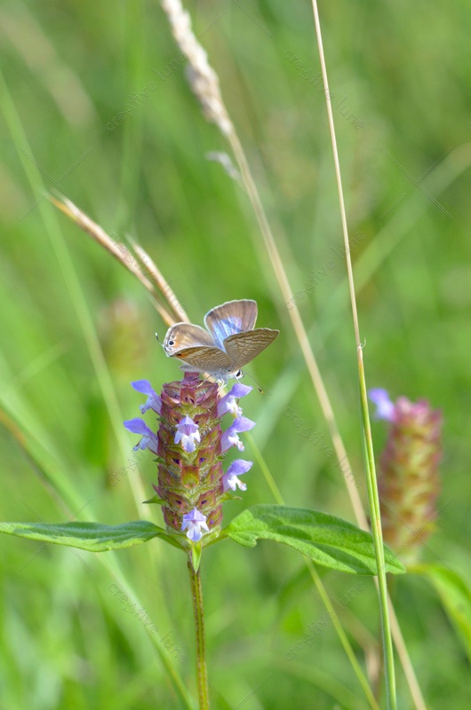 Papillon dans une prairie - photo Biodiversité • Creative Lune