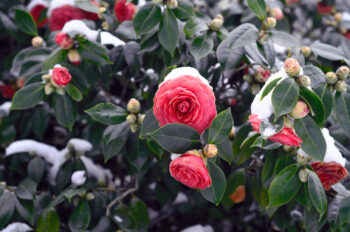 Camélia enneigé, photographie haute résolution d'un camélia en fleur après le passage d'un épisode neigeux.