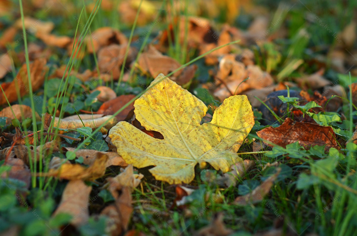 Automne : Feuille morte de figuier, photographie haute résolution d'une feuille jaune tombée au sol.