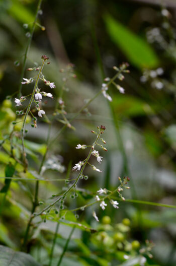 Circée de Paris - photo fleur sauvage à télécharger • Creative Lune