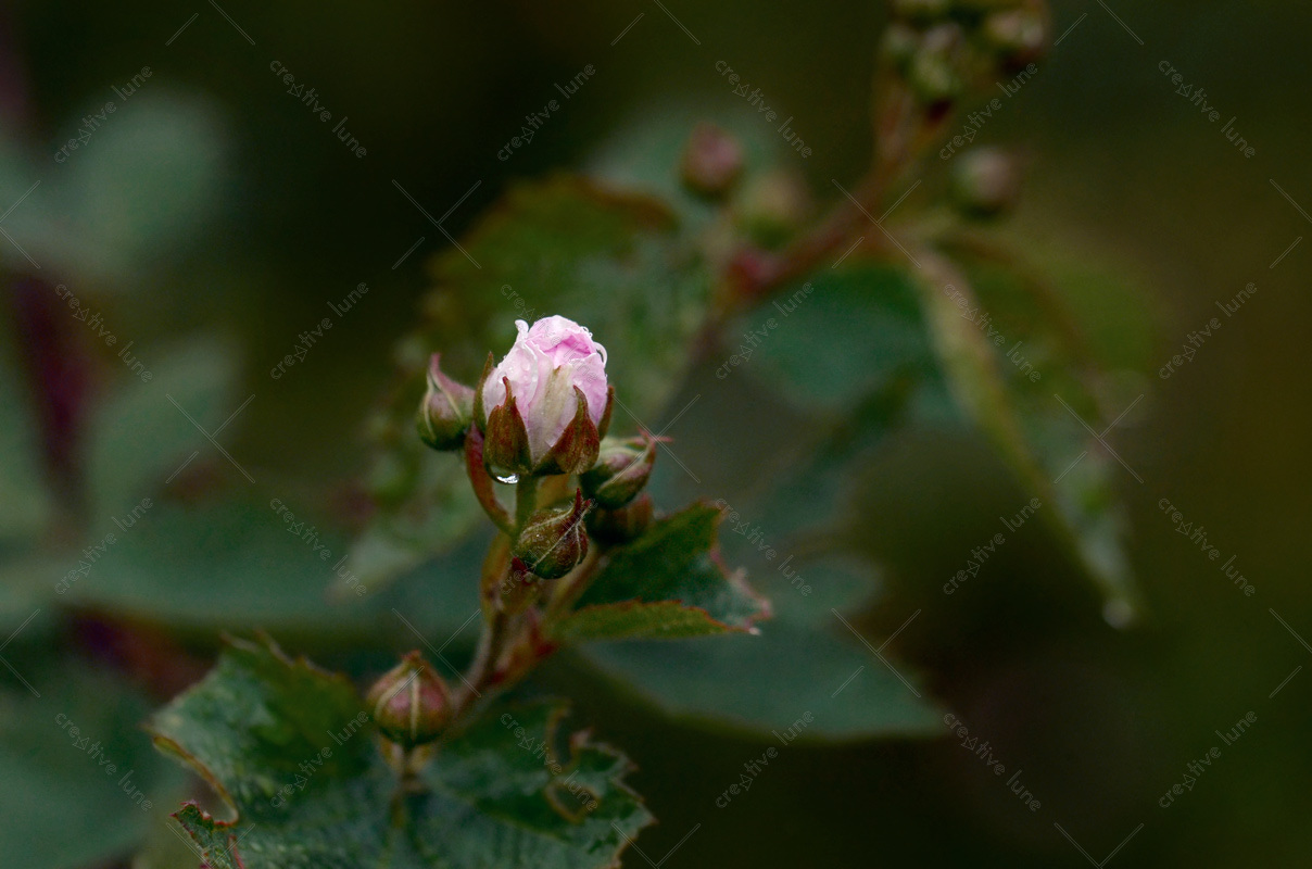 Jeune Rose Par Temps Couvert, photographie haute résolution d'une rose qui commence à éclore.