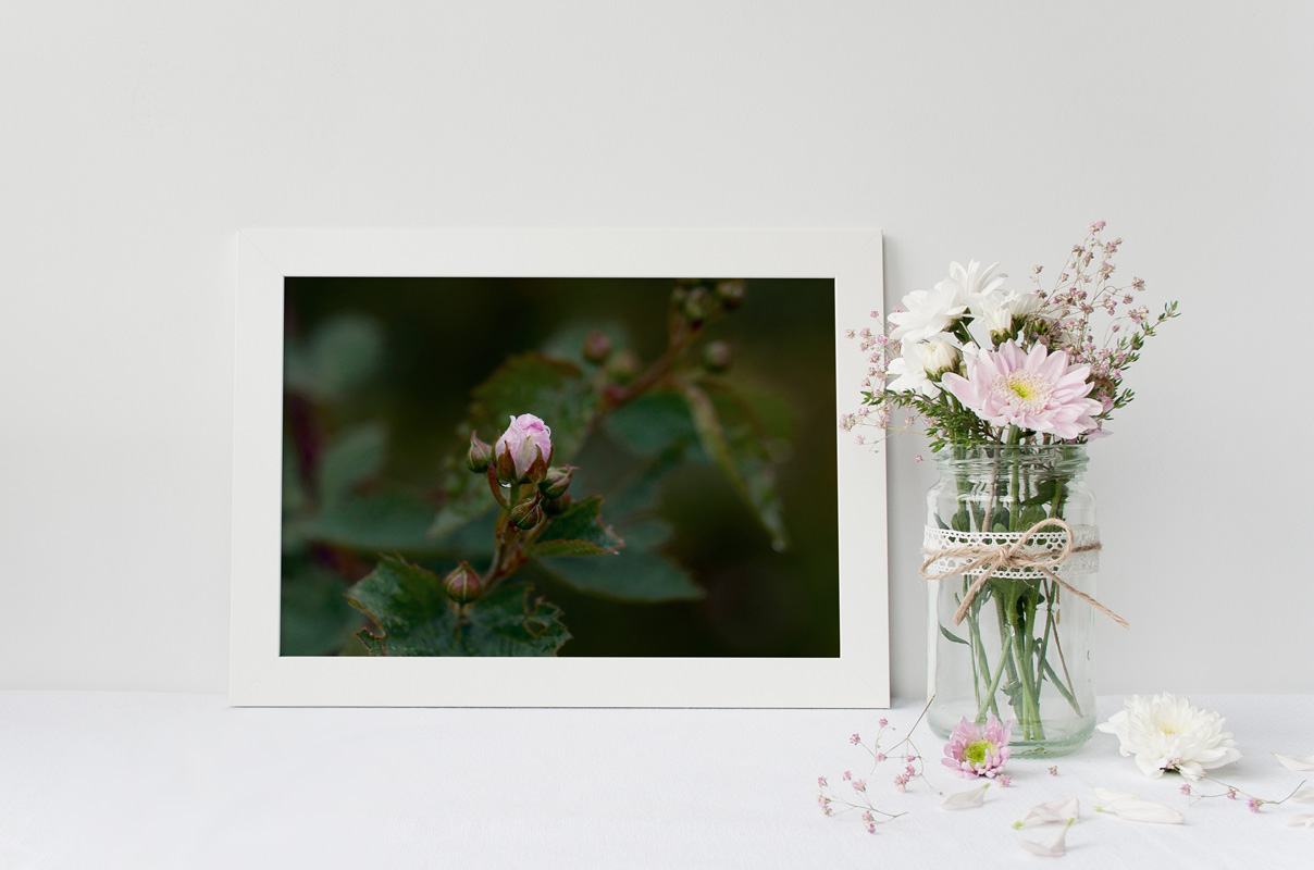 Jeune Rose par temps couvert – Image 2