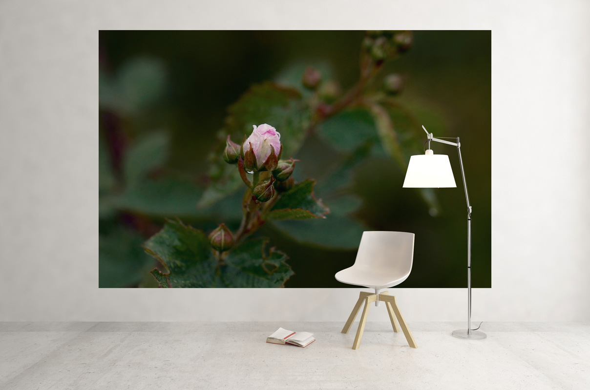 Jeune Rose par temps couvert – Image 3