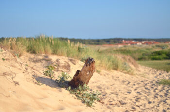 Vieux Bois sur la Dune, photographie haute résolution d'un morceau de bois planté dans le sable.