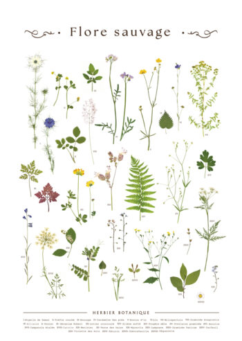 Affiche Flore sauvage à imprimer • Creative Lune