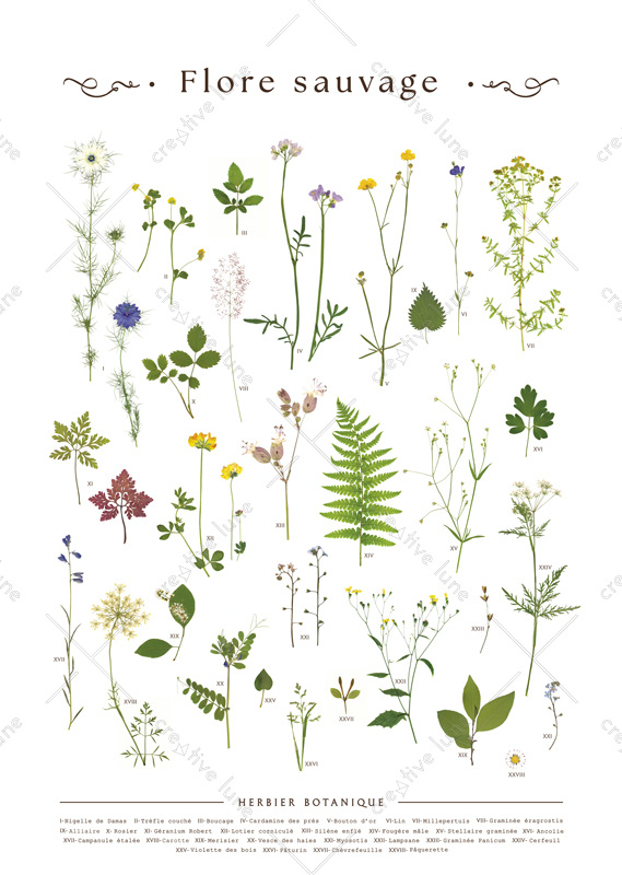 Affiche Flore sauvage à imprimer • Creative Lune