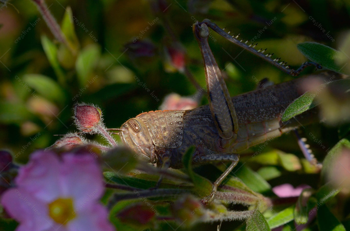 Criquet Égyptien , photographie de la nature en haute résolution d'un insecte nommé le criquet égyptien (anacridium aegyptium).
