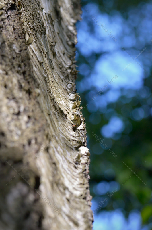 Écorce Bouleau (gros plan) n°2A, photographies macros haute résolution d'une écorce de bouleau