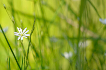 Stellaire des marais - photo Fleur sauvage à télécharger