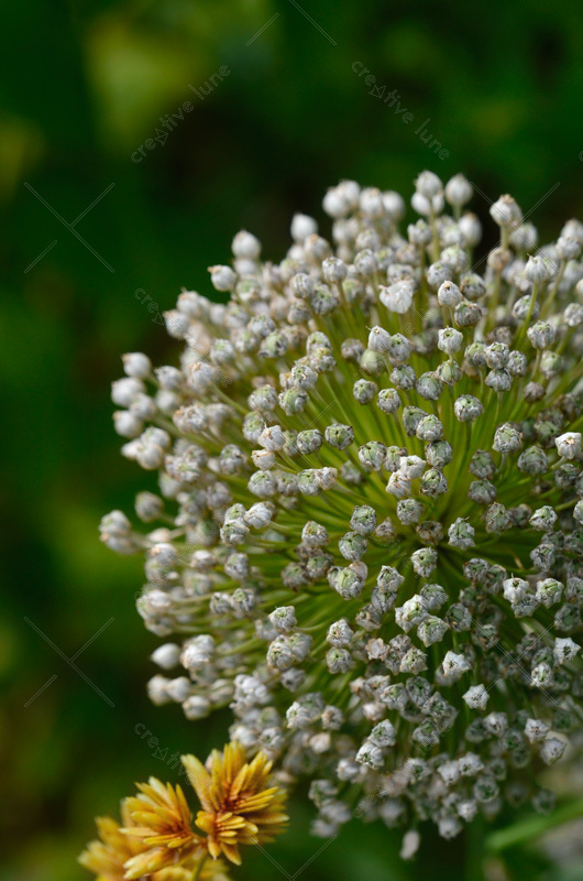 Fleur de poireau en pleine floraison