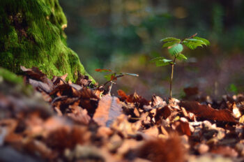 Jeune Hêtre en automne - photo Nature à télécharger