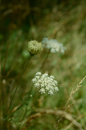 Carotte sauvage - photo de fleur à télécharger