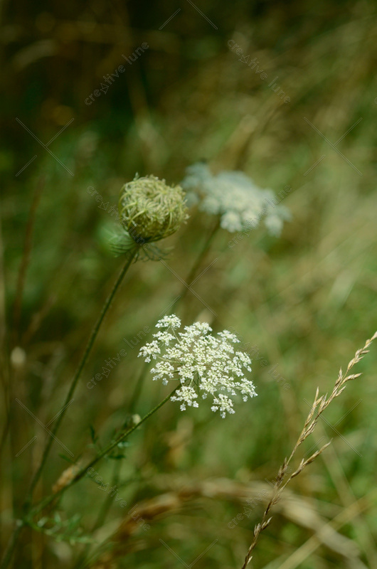 Carotte sauvage - photo de fleur à télécharger