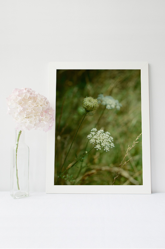 Carotte sauvage – Image 2