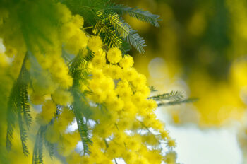 Fleurs de mimosa - photo à télécharger • Creative Lune