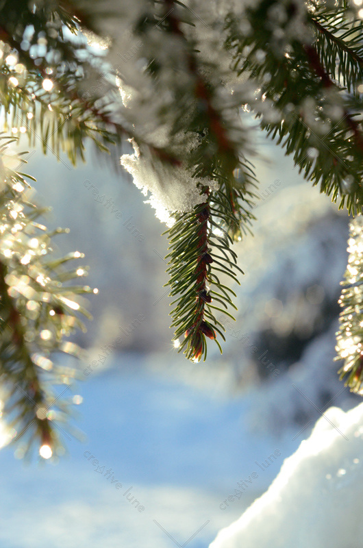 Rameaux de sapin sous la neige - photo à télécharger