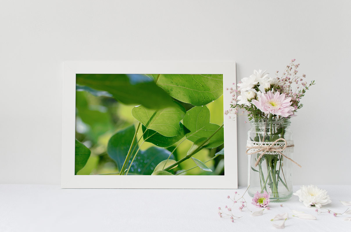 Feuillage de printemps : Tulipier de virginie – Image 2