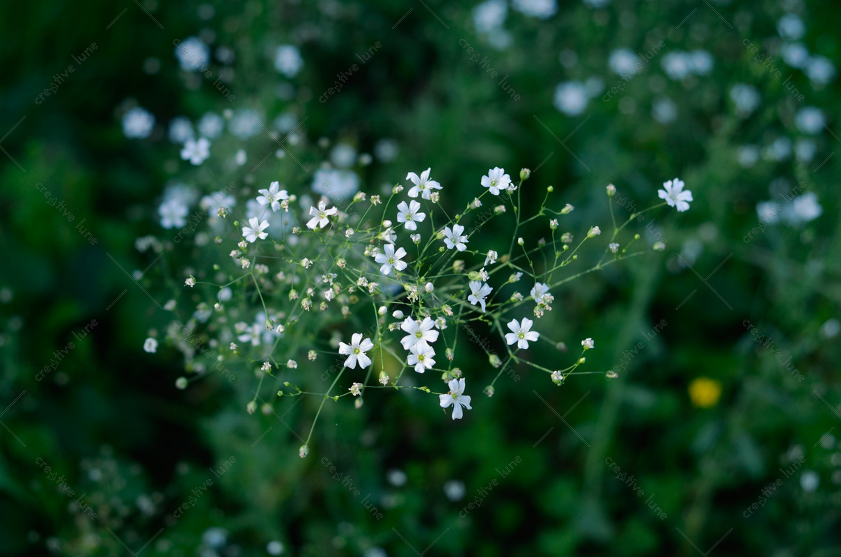 Gypsophile au jardin, photographie haute résolution de fleurs de Gypsophile
