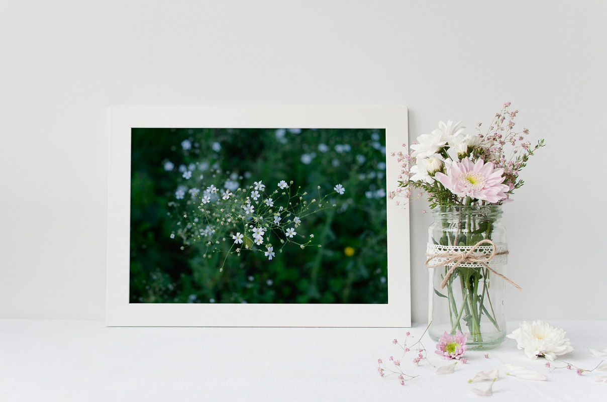 Gypsophile au jardin – Image 2