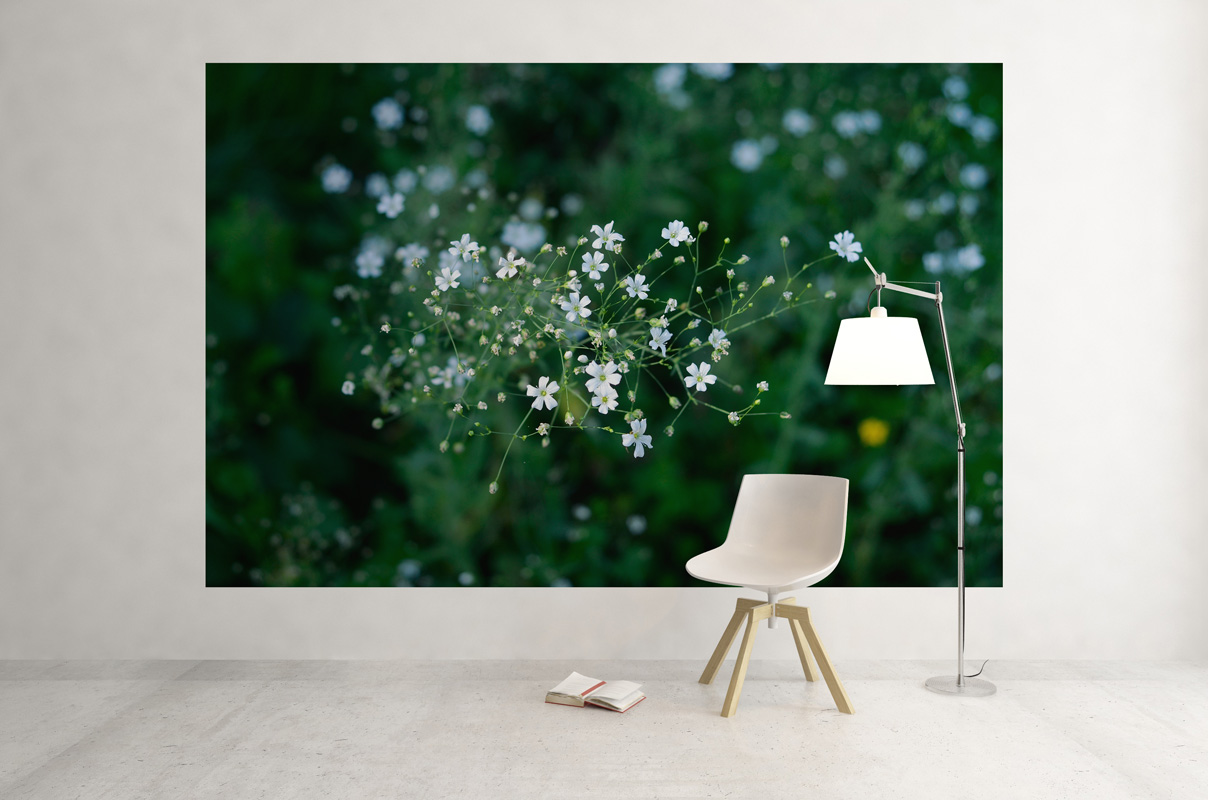 Gypsophile au jardin – Image 3