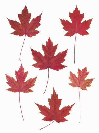 Herbier Érable rouge - feuilles d'automne à télécharger