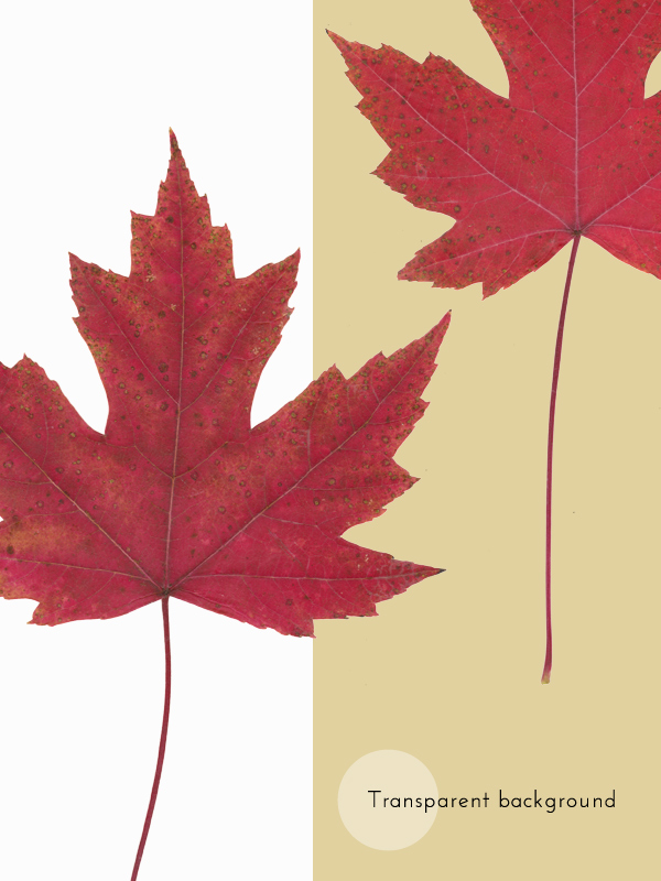 Herbier Érable rouge • automne – Image 5