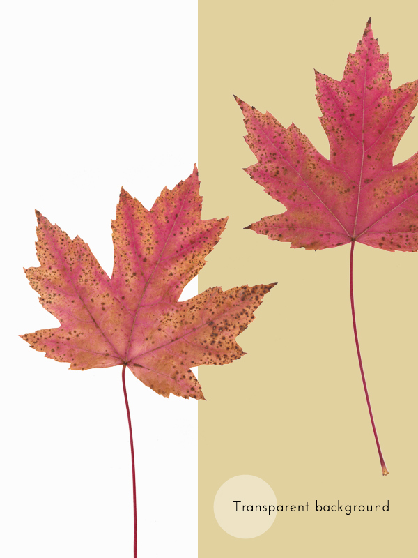 Herbier Érable rouge • automne – Image 4