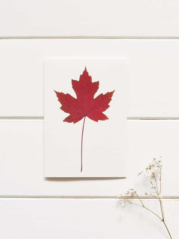 Herbier Érable rouge • automne – Image 3