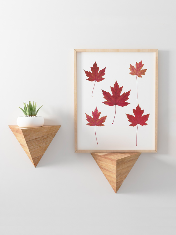 Herbier Érable rouge • automne – Image 2