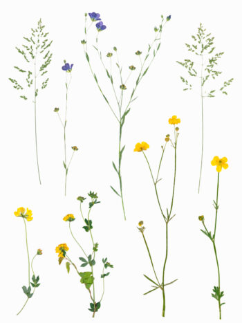 Herbier de fleurs d'été à télécharger • Creative Lune