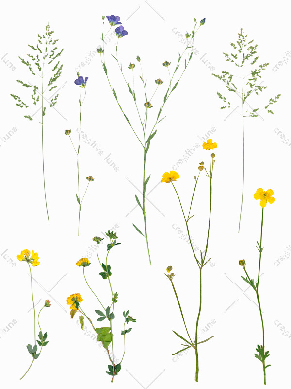 Herbier de fleurs d'été à télécharger • Creative Lune