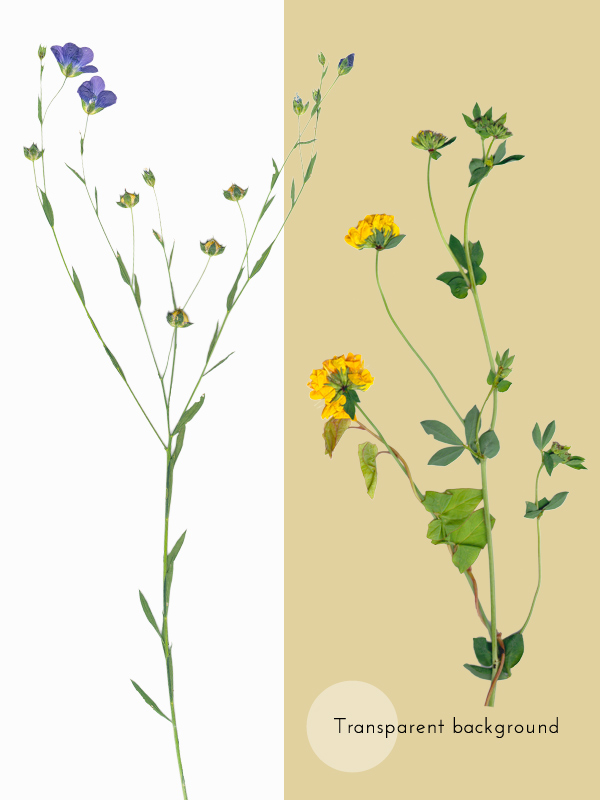 Herbier Fleurs d'été et graminées – Image 5