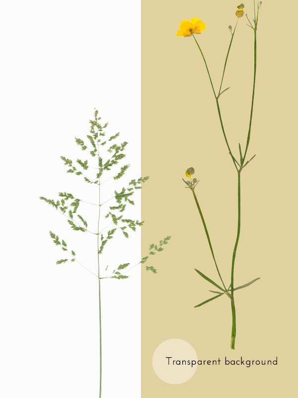 Herbier Fleurs d'été et graminées – Image 4