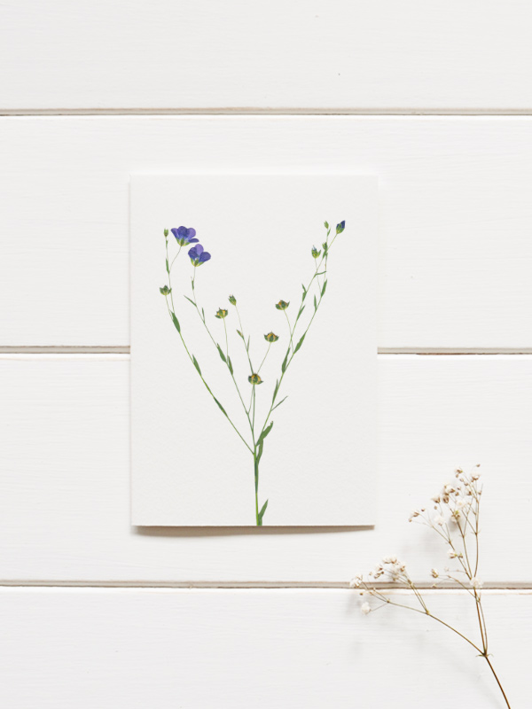 Herbier Fleurs d'été et graminées – Image 2