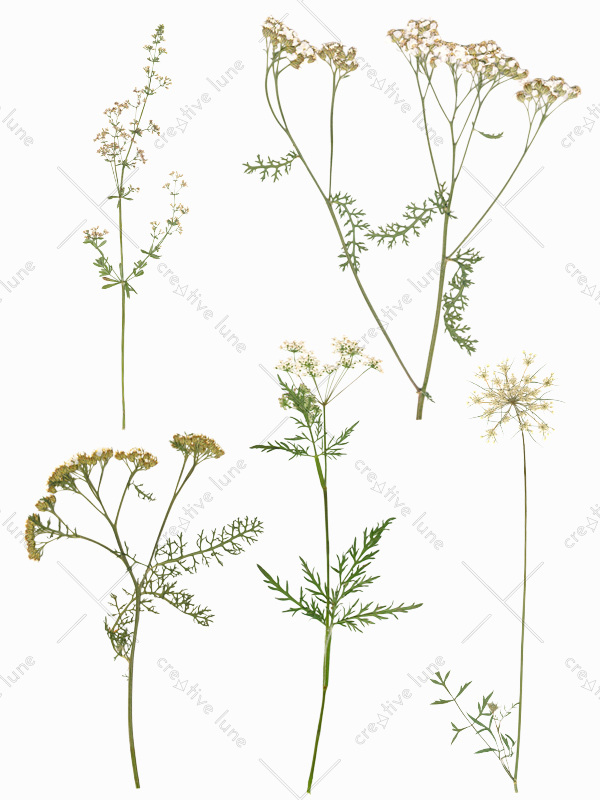 Herbier de fleurs sauvages à télécharger • Creative Lune