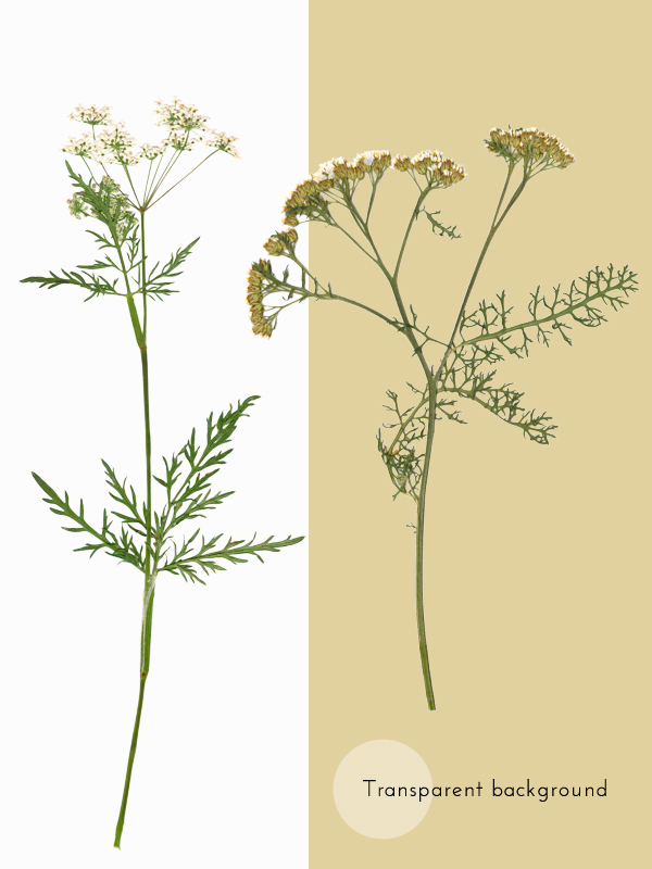 Herbier Fleurs sauvages blanches – Image 5