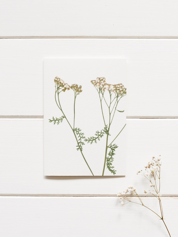 Herbier Fleurs sauvages blanches – Image 2