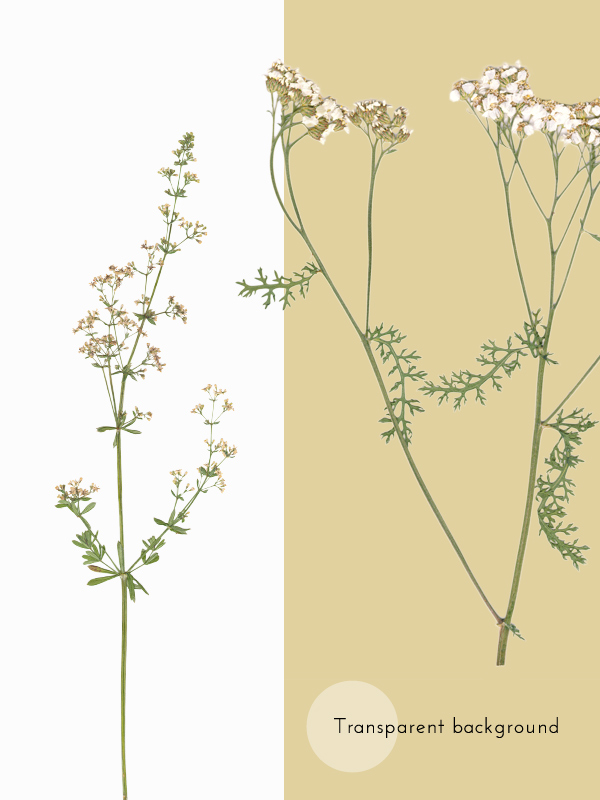 Herbier Fleurs sauvages blanches – Image 4