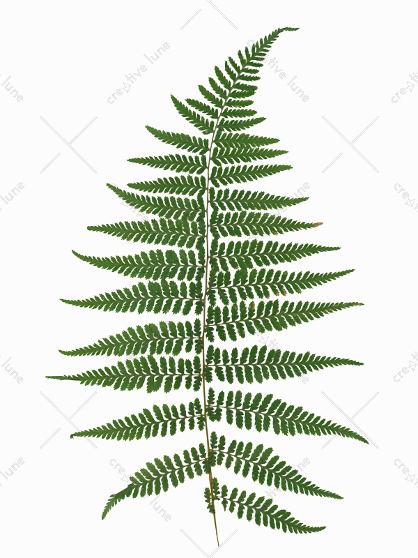 Herbier Fougère femelle - image à télécharger