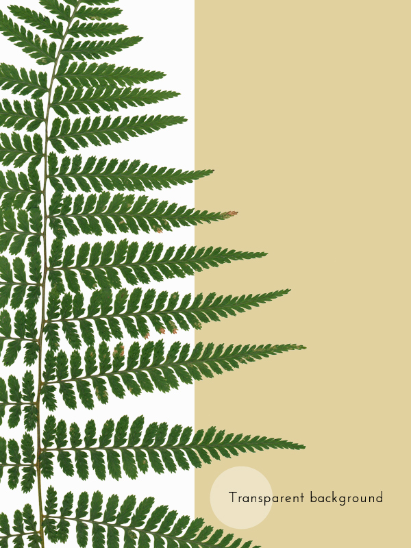 Herbier Fougère femelle – Image 4