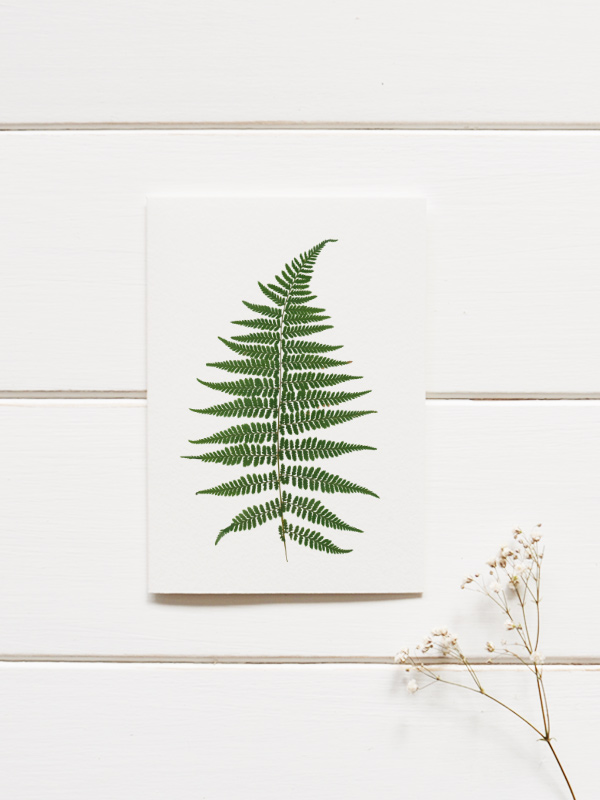 Herbier Fougère femelle – Image 3