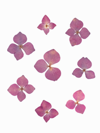 Herbier Hortensia - fleurs à télécharger • Creative Lune