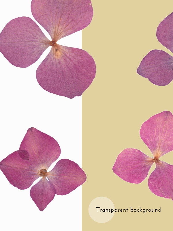 Herbier Hortensia rose – Image 5