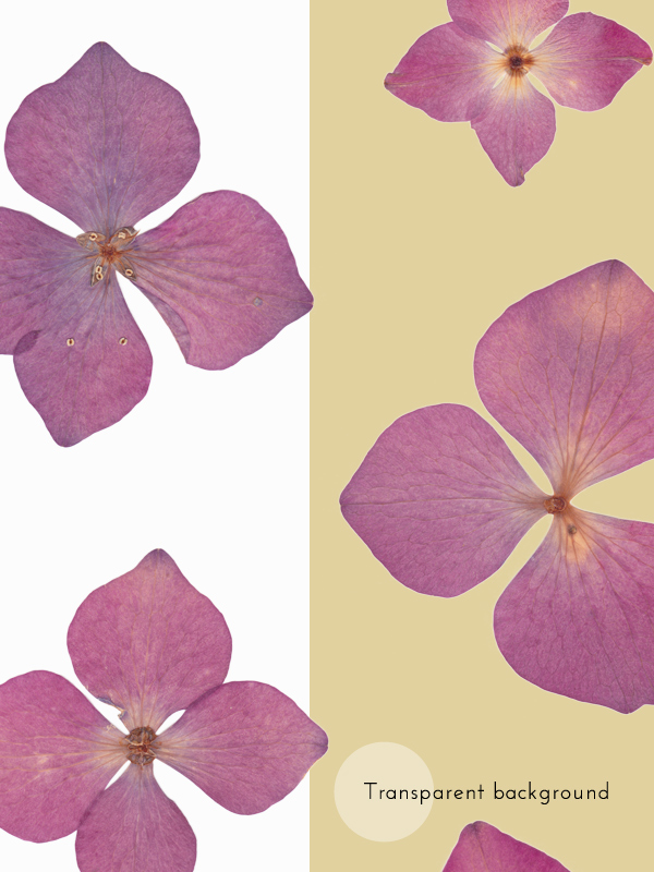 Herbier Hortensia rose – Image 4