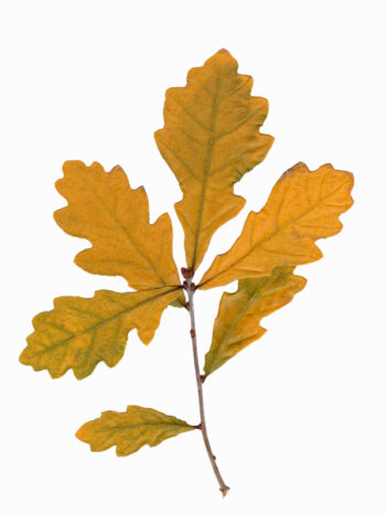 Herbier Rameau de chêne - feuilles d'automne à télécharger