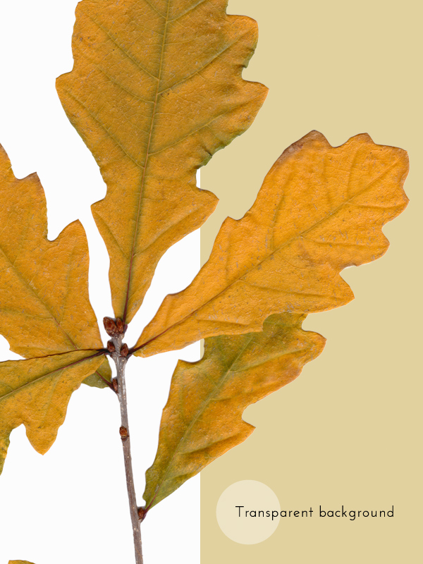 Herbier Rameau de chêne • automne – Image 4